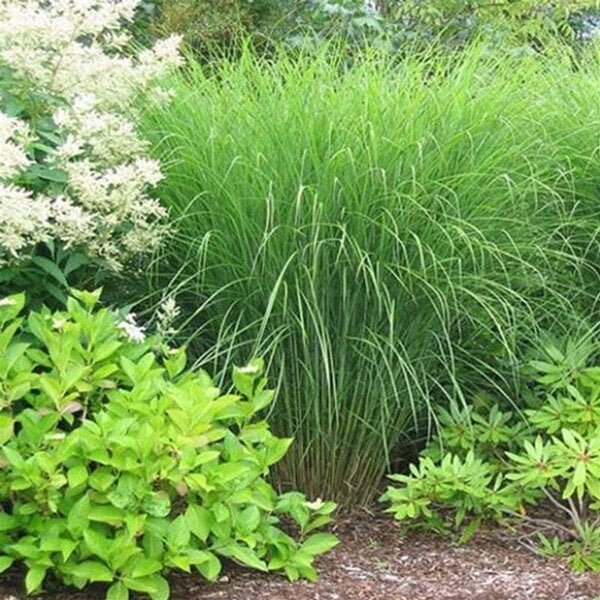 Grass Maiden 'Gracillimus'
