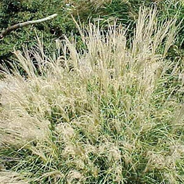 Grass Maiden 'Little Kitten'