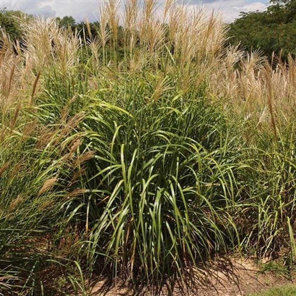 Grass Maiden 'My Fair Maiden'