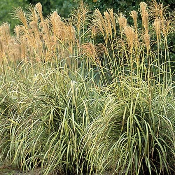 Grass Maiden 'Cabaret' Variegated