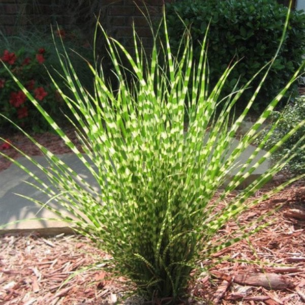 Grass Maiden 'Goldbar'