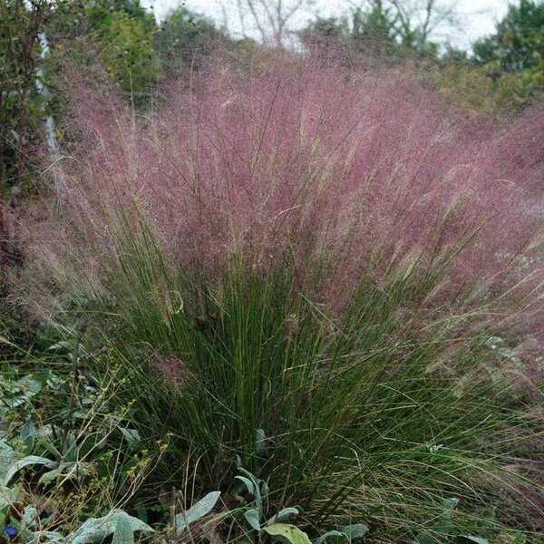 Grass Pink Muhly 'Pink Cloud'