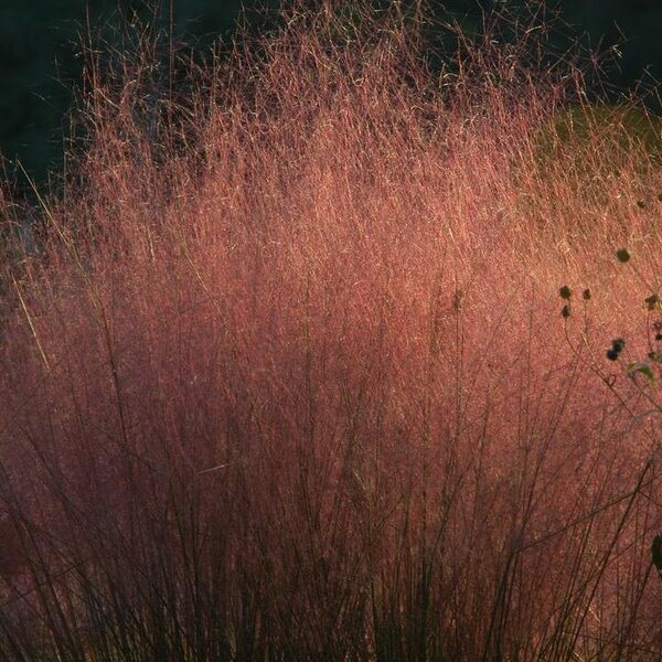 Grass Pink Muhly 'Undaunted'