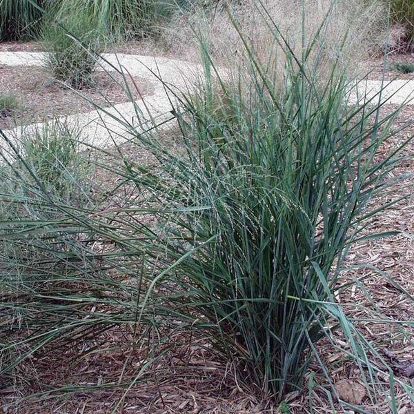 Grass Switch 'Northwind'