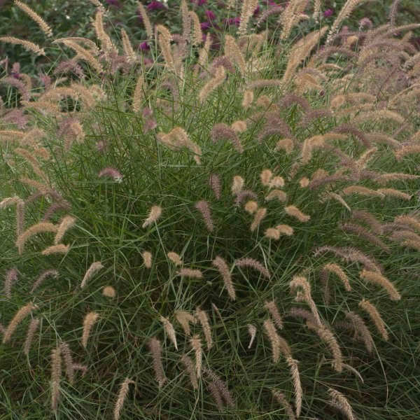 Grass Fountain 'Karley Rose'