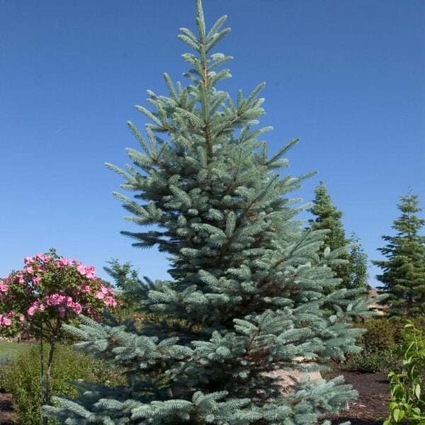 Spruce Blue 'Fat Albert'