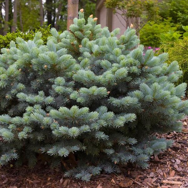 Spruce Blue Globe 'Montgomery'