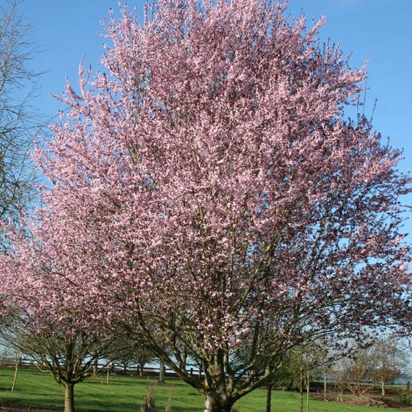 Plum 'Krauter Vesuvius'