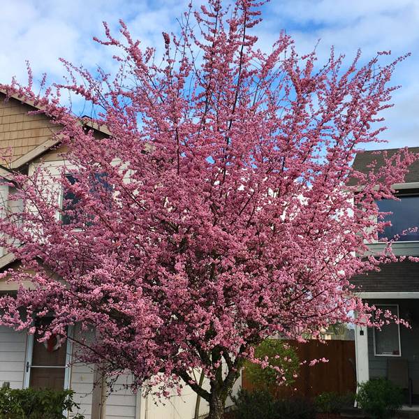 Plum 'Thundercloud'