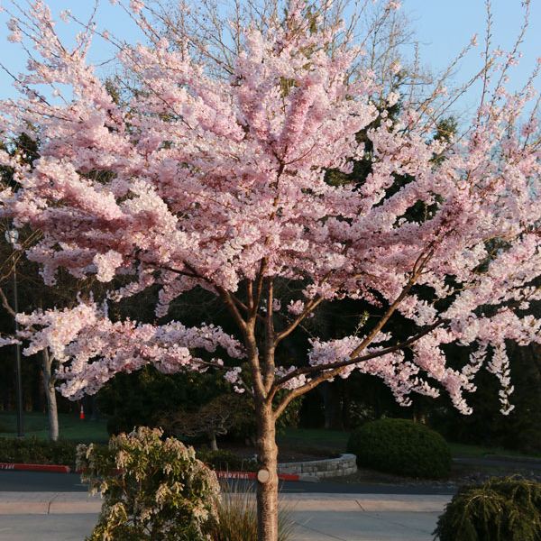 Cherry Yoshino 'Akebono'