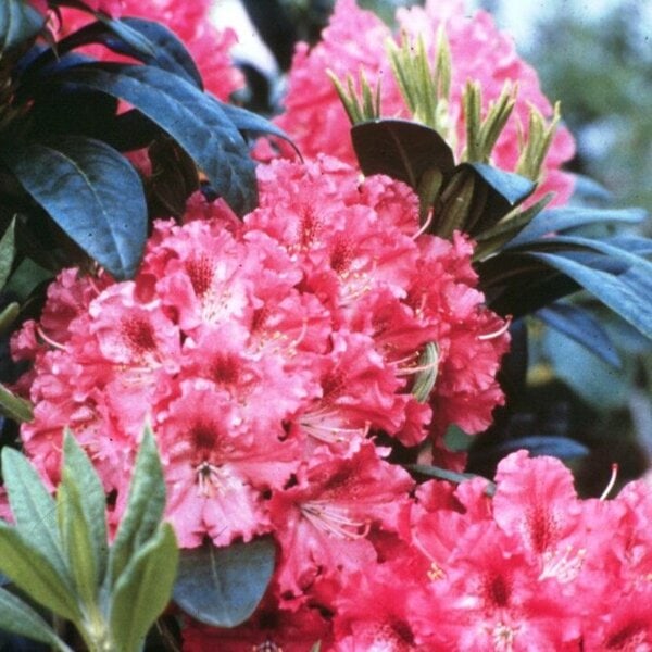Rhododendron 'Holden'