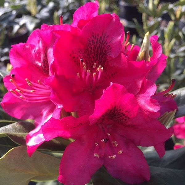 Rhododendron 'Nova Zembla'