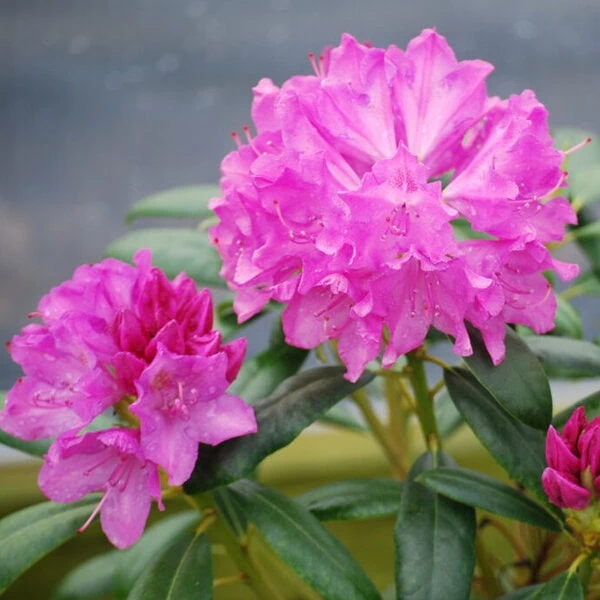 Rhododendron 'Roseum Pink'