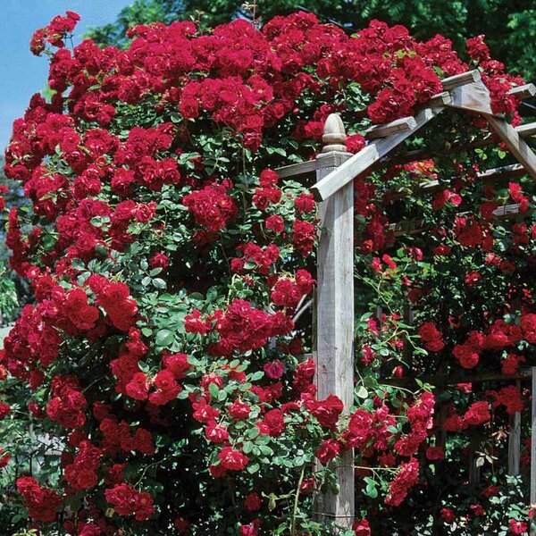 Rose Climber 'Blaze' (red)