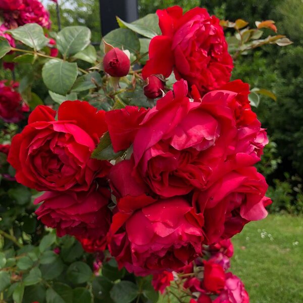 Climbing Rose Arborose® Florentina