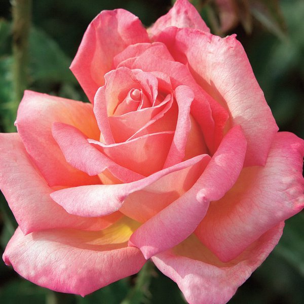 Rose 'Chicago Peace' (pink/yellow)