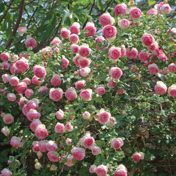 Rose Climber 'Eden'® (white/blush pink)