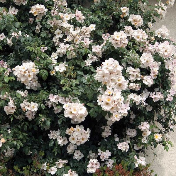 Rose Climber 'Sally Holmes' (ivory)