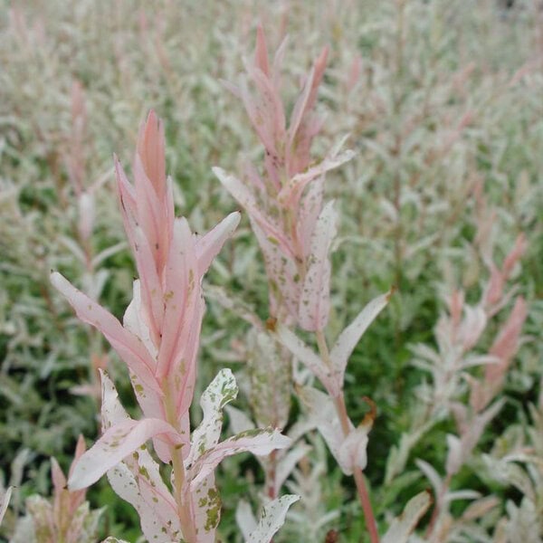 Willow (tri color) 'Hakuro Nishiki'