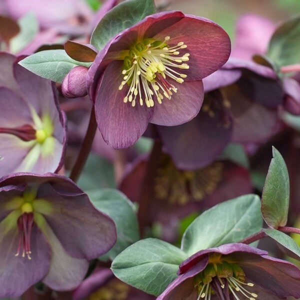 Hellebore Frostkiss® Dana's Dulcet