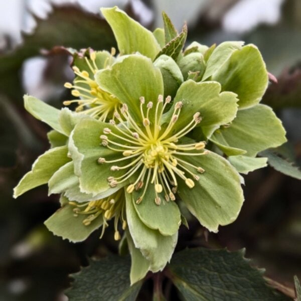 Hellebore Pike’s Peak The Rockies®