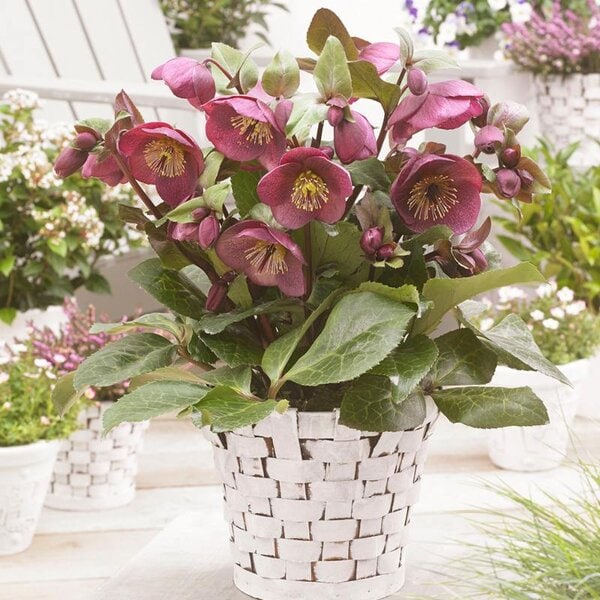 Hellebore x Frostkiss® 'Charmer'