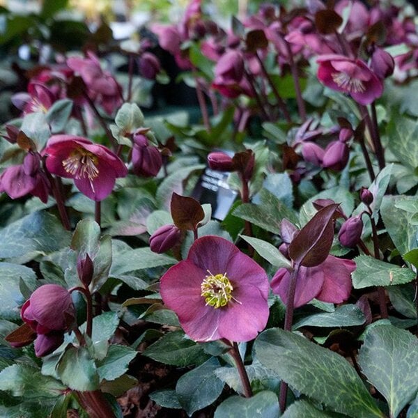 Hellebore Frostkiss® Anna's Red