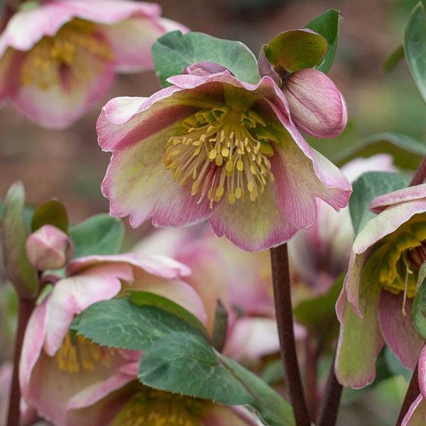 Hellebore Frostkiss® 'Bayli's Blush'