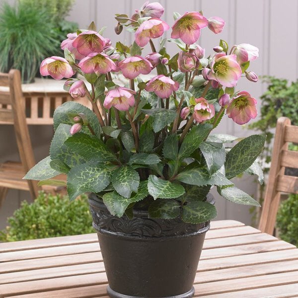 Hellebore Frostkiss® 'Dorothy's Dawn'®
