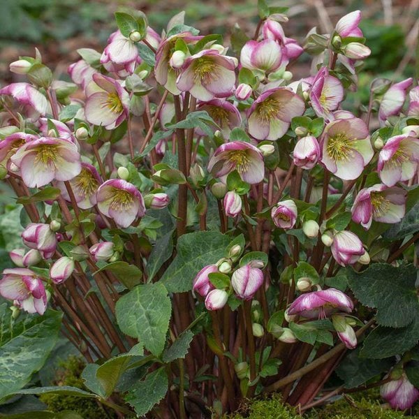 Hellebore Frostkiss® Glenda's Gloss