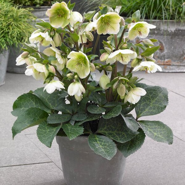 Hellebore Frostkiss® 'Molly's White'