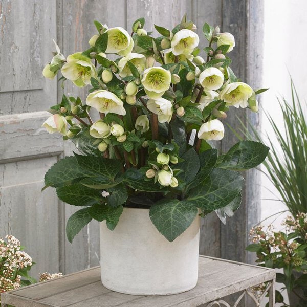 Hellebore Frostkiss® 'Moon Dance'