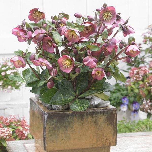 Hellebore Frostkiss® 'Penny's Pink'