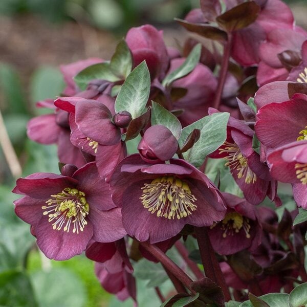 Hellebore Frostkiss® 'Vibbey Velvet'