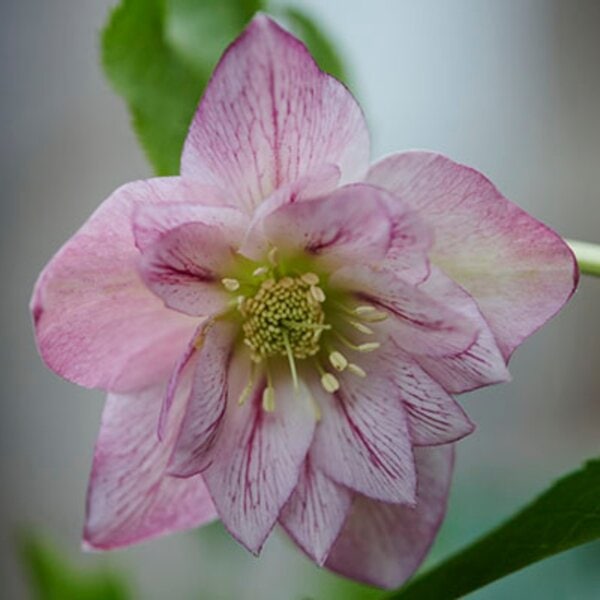 Hellebore ViV® Alessia