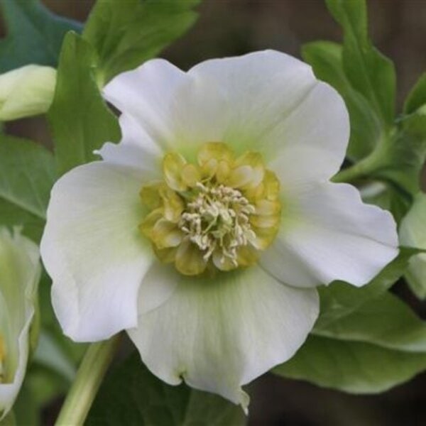 Hellebore ViV® Cinzia