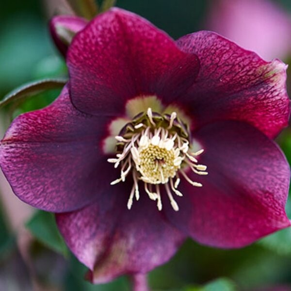 Hellebore ViV® Liliana
