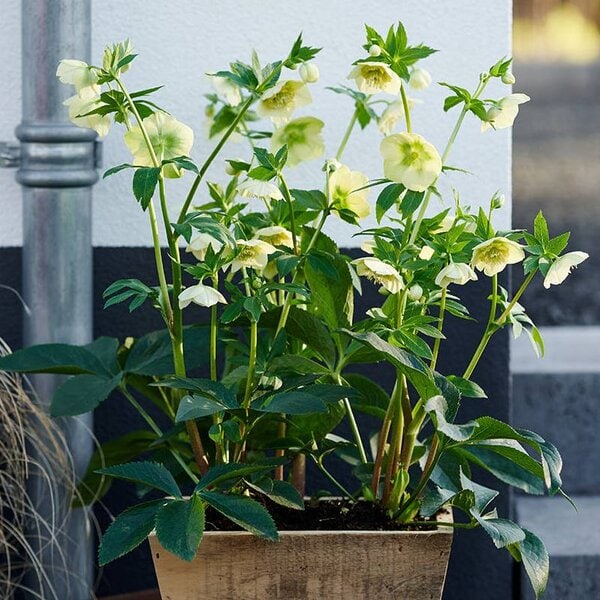 Hellebore ViV® Lucrezia