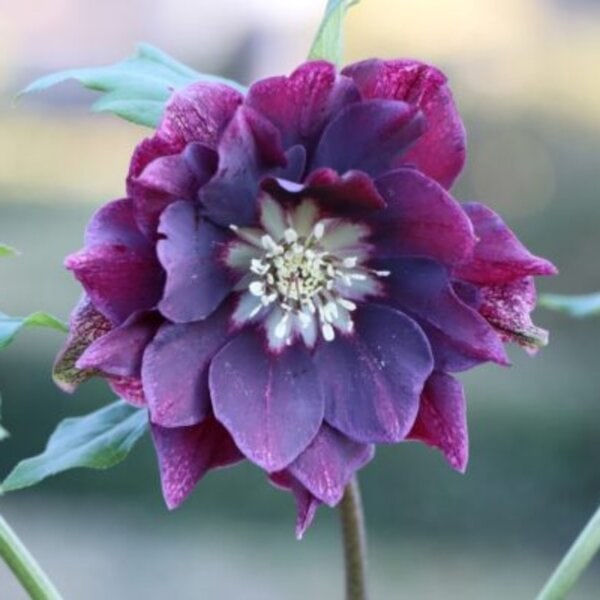Hellebore ViV® Luisa