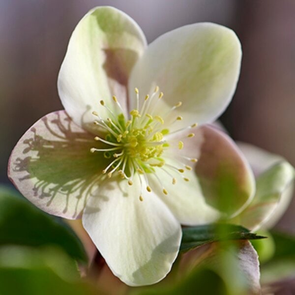 Hellebore ViV® Valeria