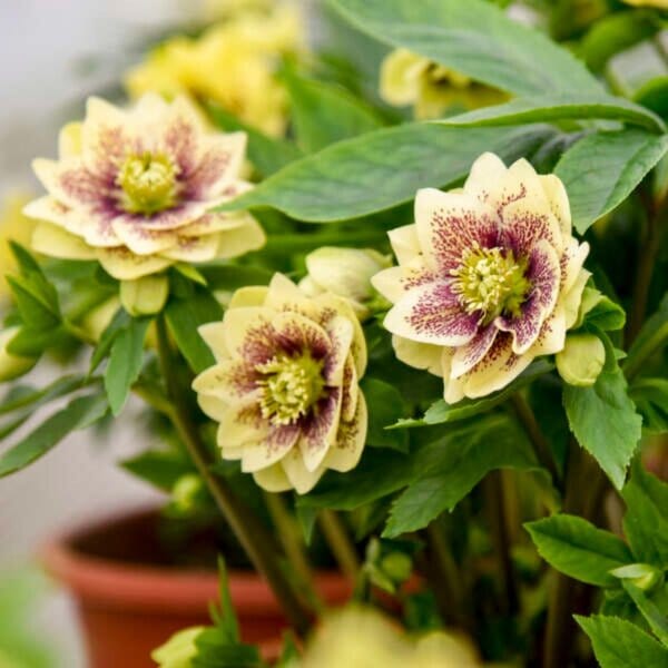 Hellebore WEDDING PARTY® Father of the Bride