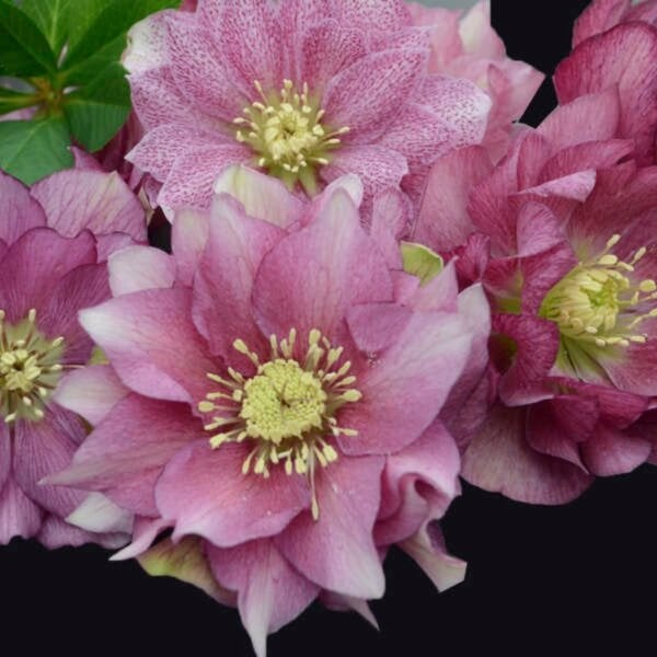 Hellebore WEDDING PARTY® Maid of Honor