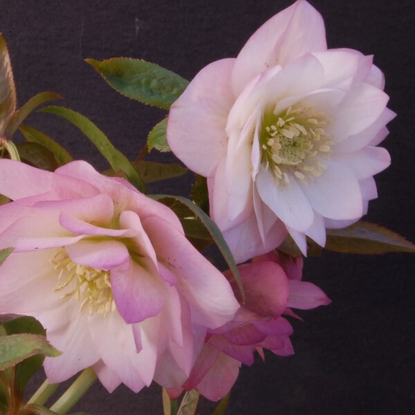 Hellebore WINTER JEWELS™ ‘Cotton Candy'