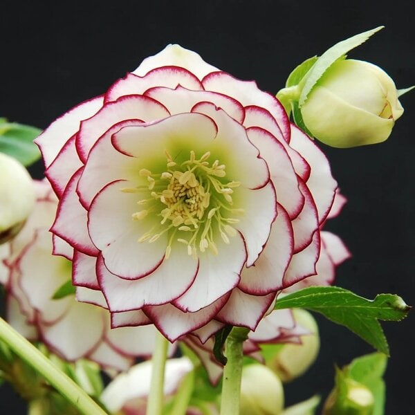 Hellebore WINTER JEWELS™ ‘Fire and Ice'