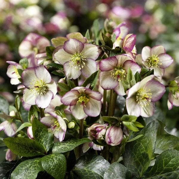 Hellebore HGC® Ice N' Rose® 'Maddy Marble'