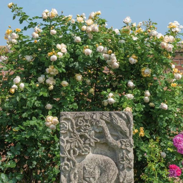 Climbing English Rose David Austin Wollerton Old Hall®
