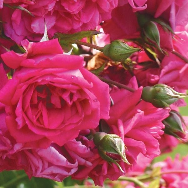 Climbing Rose Arborose® Laguna™