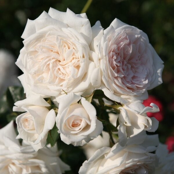 Climbing Rose Arborose® Honeymoon