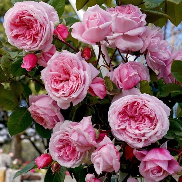 Climbing Rose Arborose® Kiss Me Kate