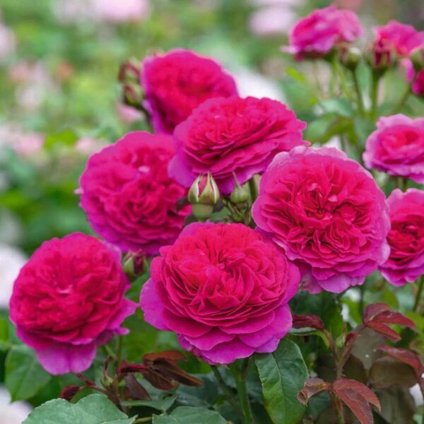 David Austin English Rose Gabriel Oak®